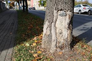 Pokračujeme s&nbsp;obnovou zeleně na třídě T. G. Masaryka
