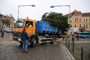 Roudnice má vánoční strom, věnovaly ho Ledčice